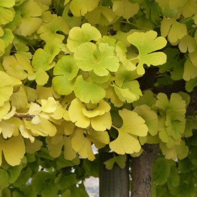 Ginkgo biloba