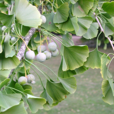 Ginkgo biloba