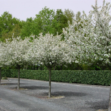 Malus 'Golden Hornet'