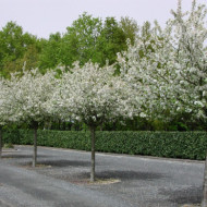 Malus 'Golden Hornet'
