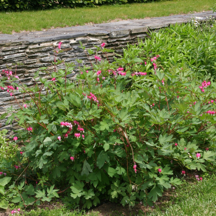 Dicentra spectabilis