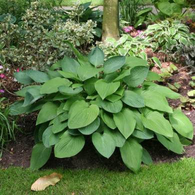 Hosta ventricosa