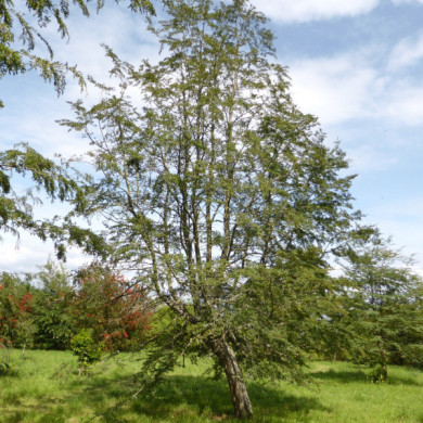 Nothofagus antarctica