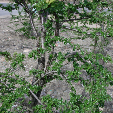 Nothofagus antarctica