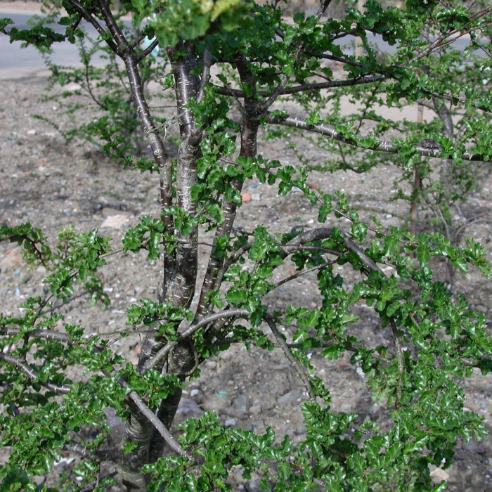Nothofagus antarctica