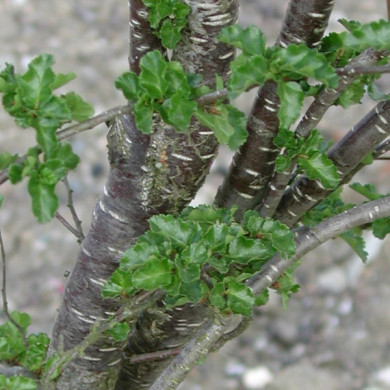 Nothofagus antarctica