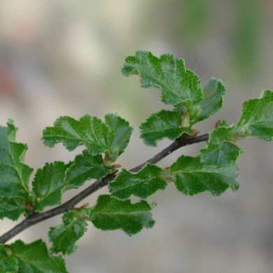 Nothofagus antarctica