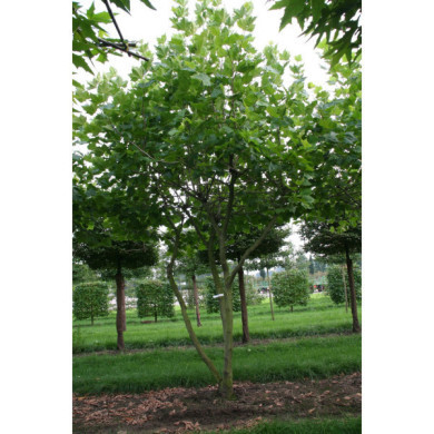 Platanus x hispanica