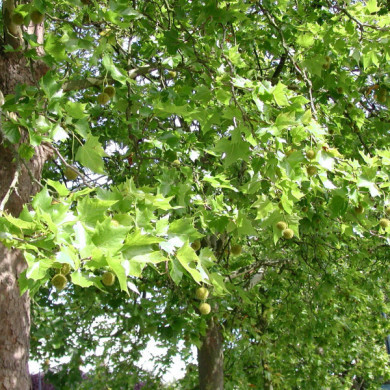 Platanus x hispanica