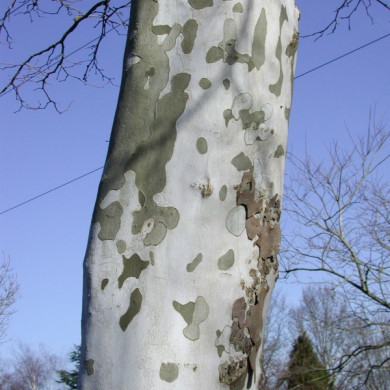 Platanus x hispanica