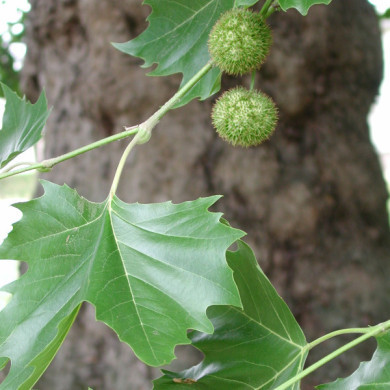 Platanus x hispanica
