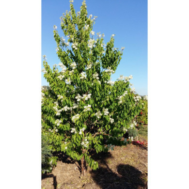 Prunus maackii 'Amber Beauty'