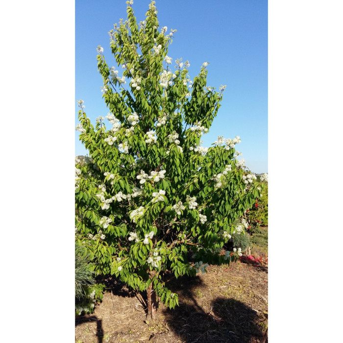 Prunus maackii 'Amber Beauty'