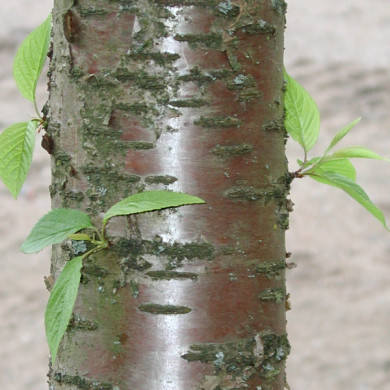 Prunus maackii 'Amber Beauty'
