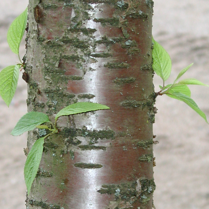 Prunus maackii 'Amber Beauty'