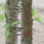 Prunus maackii 'Amber Beauty'