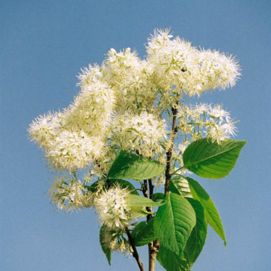 Prunus maackii 'Amber Beauty'