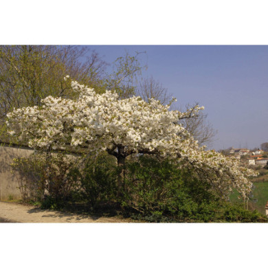 Prunus serrulata 'Shirotae'