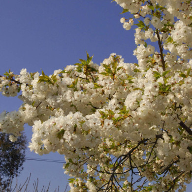 Prunus serrulata 'Shirotae'