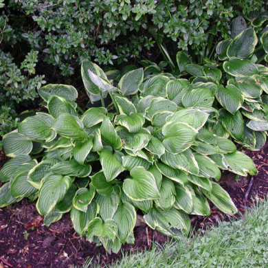 Hosta 'Fortunei Aureomarginata'