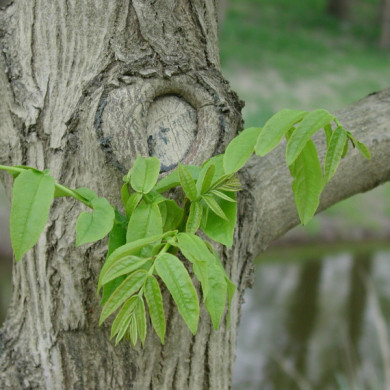 Pterocarya fraxinifolia