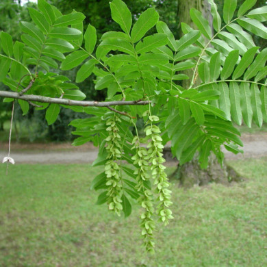 Pterocarya fraxinifolia