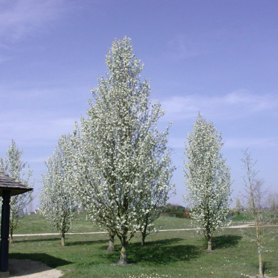 Pyrus calleryana 'Chanticleer'