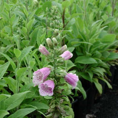 Digitalis purpurea