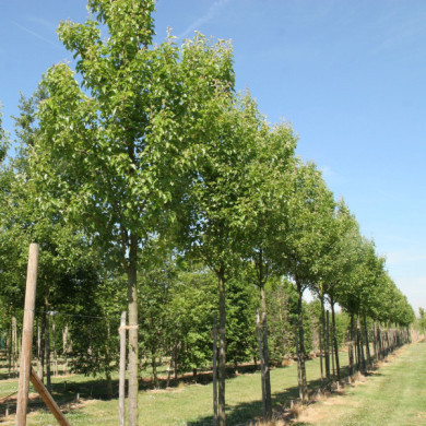 Pyrus calleryana 'Chanticleer'