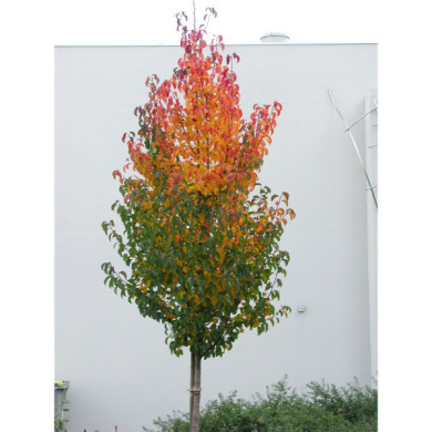 Pyrus calleryana 'Chanticleer'