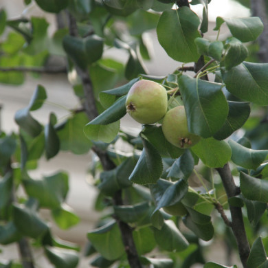 Pyrus calleryana 'Chanticleer'