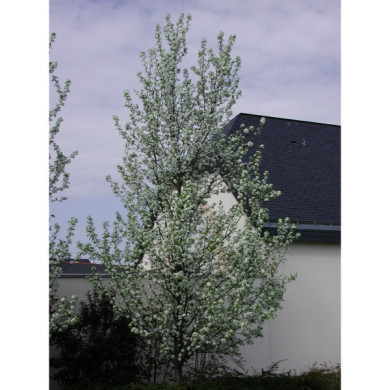 Pyrus calleryana 'Redspire'