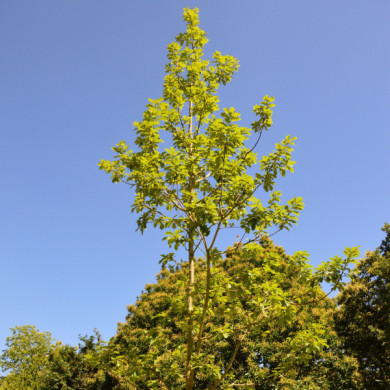 Quercus petraea