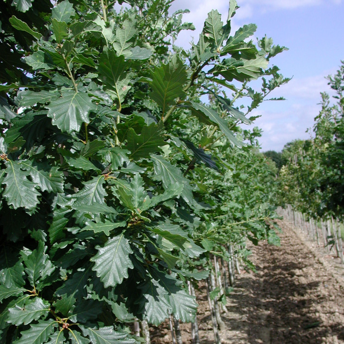Quercus petraea