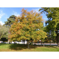 Quercus phellos