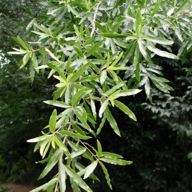 Quercus phellos