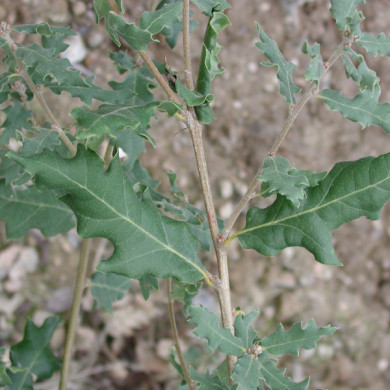 Quercus pubescens