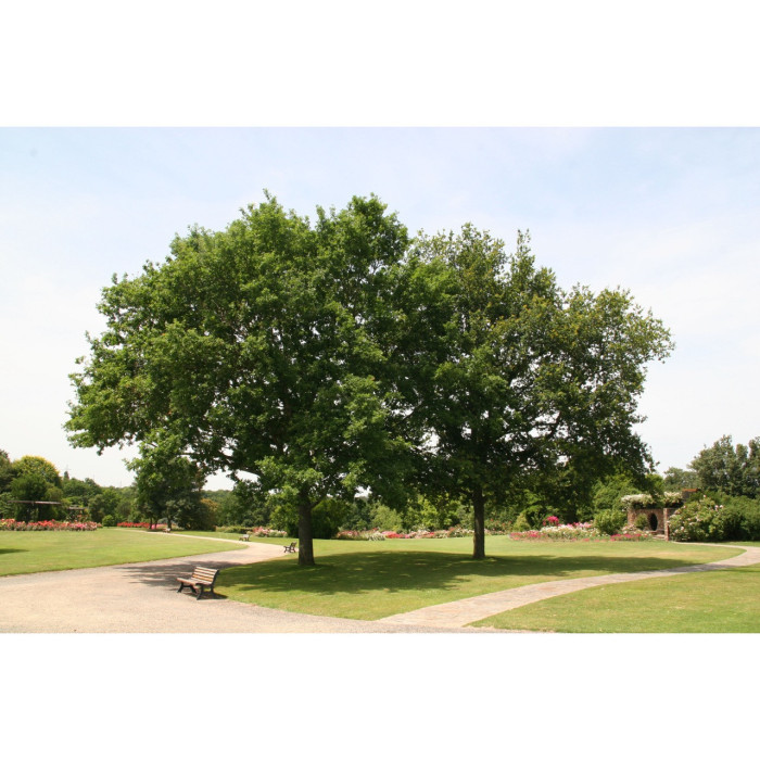 Quercus robur