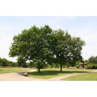 Quercus robur