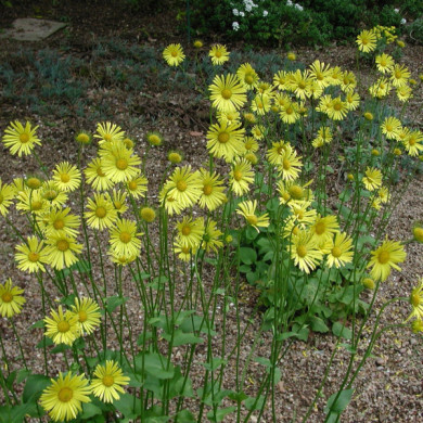 Doronicum orientale