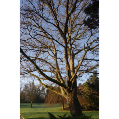 Quercus robur