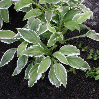 Hosta 'Undunlata Albomarginata'