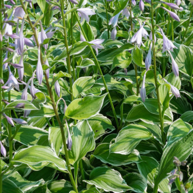 Hosta 'Undunlata Albomarginata'