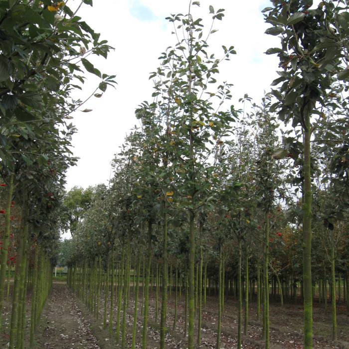 Sorbus aria
