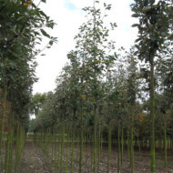 Sorbus aria