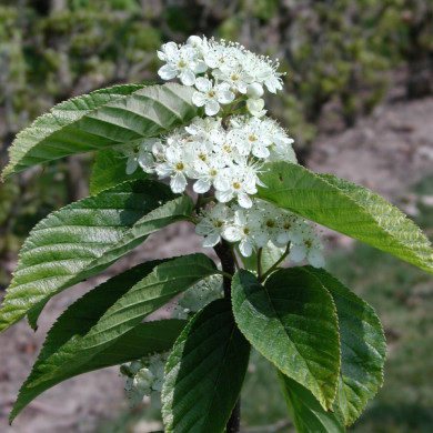 Sorbus aria