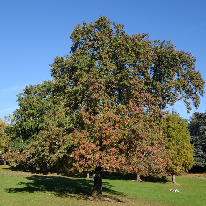 Sorbus domestica