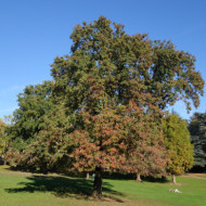 Sorbus domestica