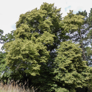 Tilia cordata