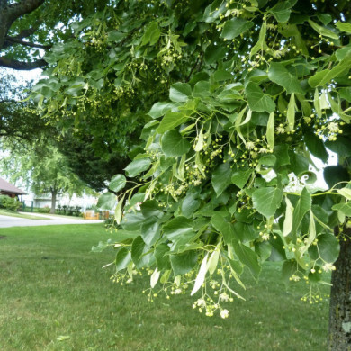 Tilia cordata